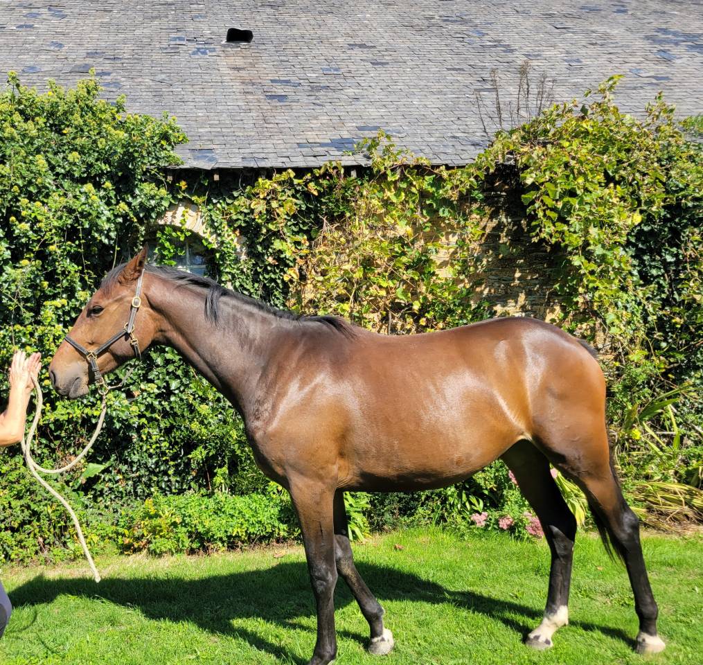 Puledra Sella Francese In vendita 2023 Baio ,  CASALLO Z ZANGERSHEIDE