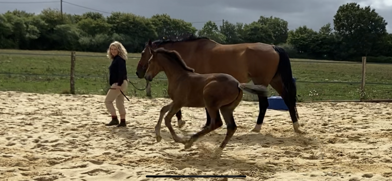 Puledra Sella Francese In vendita 2023 Baio ,  CASALLO Z ZANGERSHEIDE