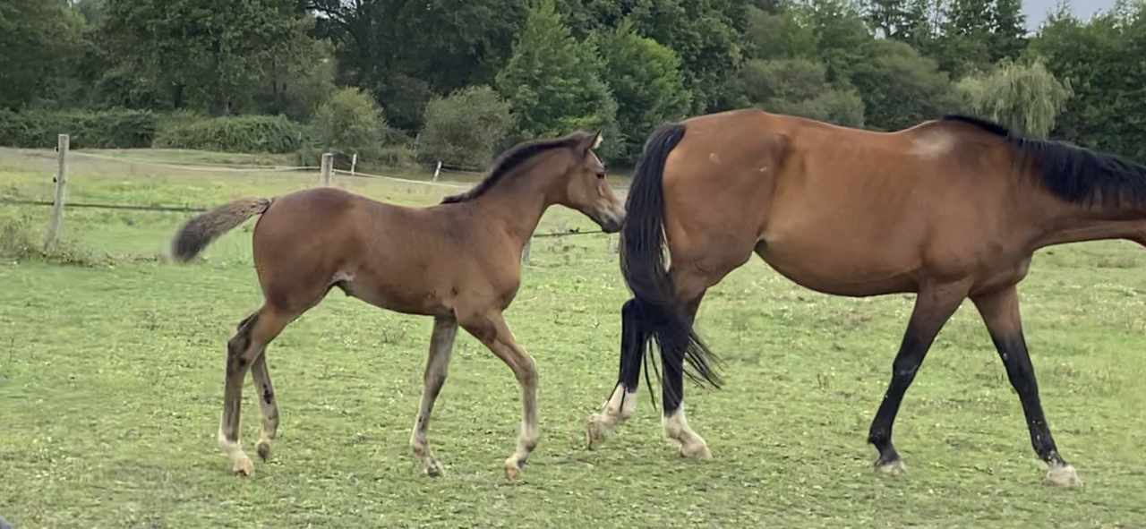 Puledra Sella Francese In vendita 2023 Baio ,  CASALLO Z ZANGERSHEIDE