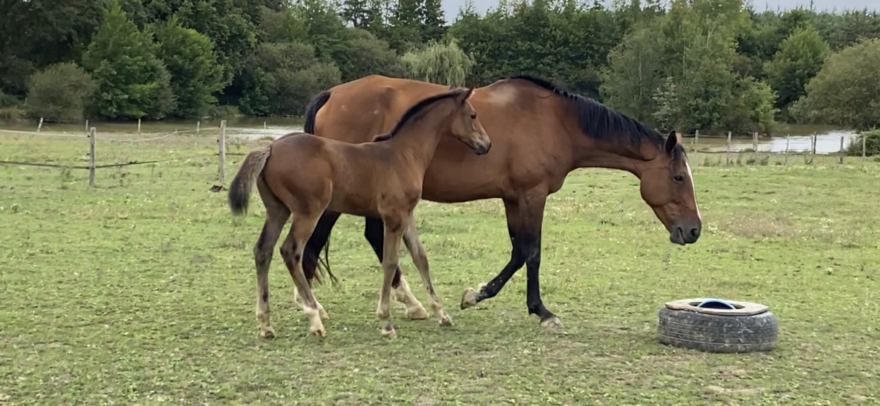 Puledra Sella Francese In vendita 2023 Baio ,  CASALLO Z ZANGERSHEIDE