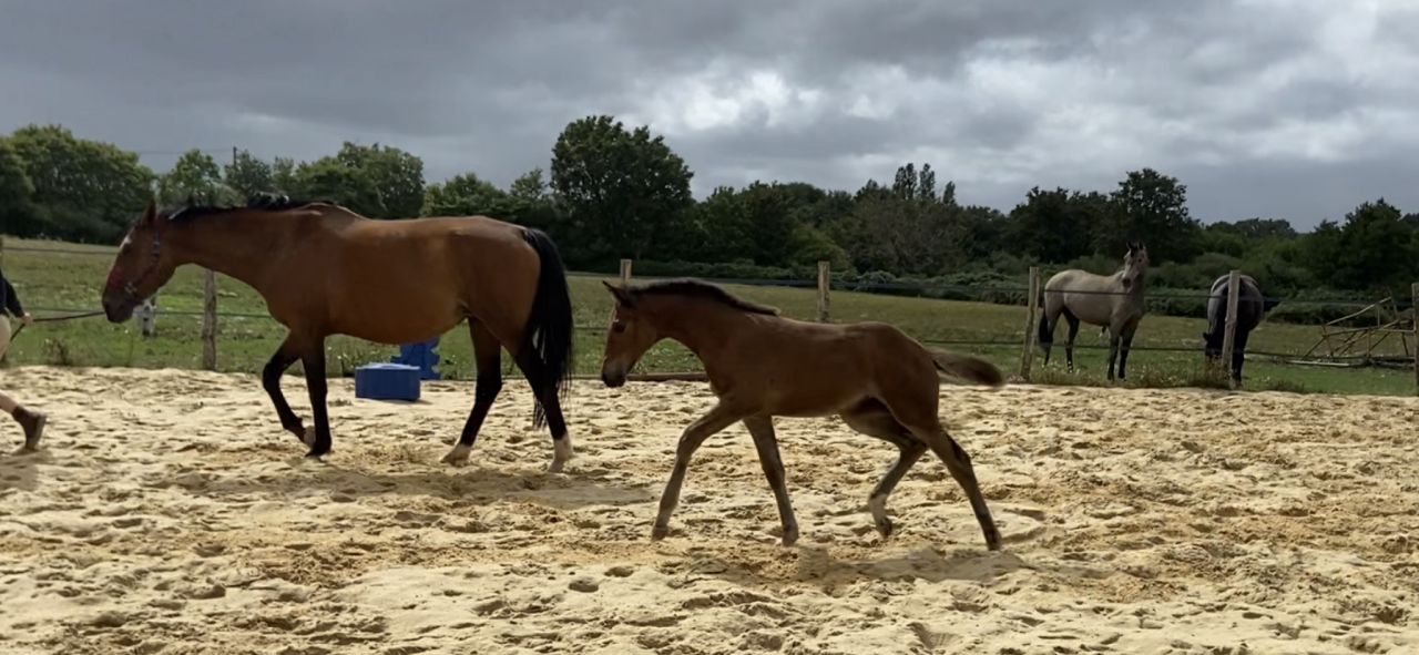 Puledra Sella Francese In vendita 2023 Baio ,  CASALLO Z ZANGERSHEIDE