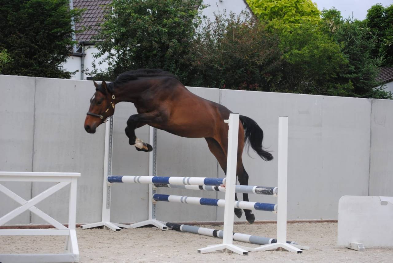 Castrone Zangersheide In vendita 2023 Baio ,  QUABRI DE L'ISLE