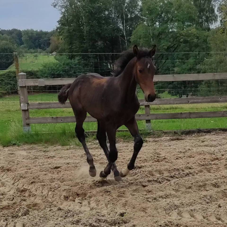 Castrone Zangersheide In vendita 2023 Baio ,  QUABRI DE L'ISLE