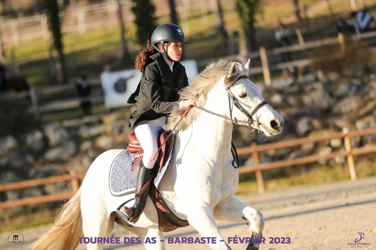 Castrone Connemara In vendita 2012 Grigio ,  DON JUAN V'hn