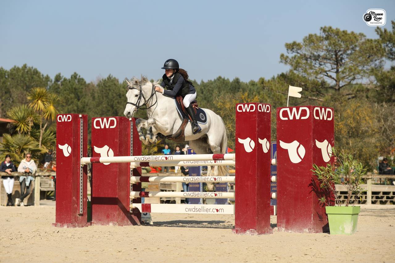 Castrone Connemara In vendita 2012 Grigio ,  DON JUAN V'hn