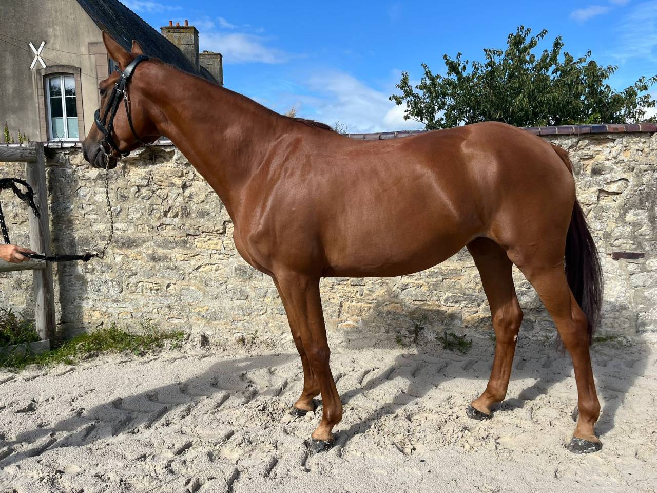 Cavalla Sella Francese In vendita 2021 Sauro ,  CANDY DE NANTUEL