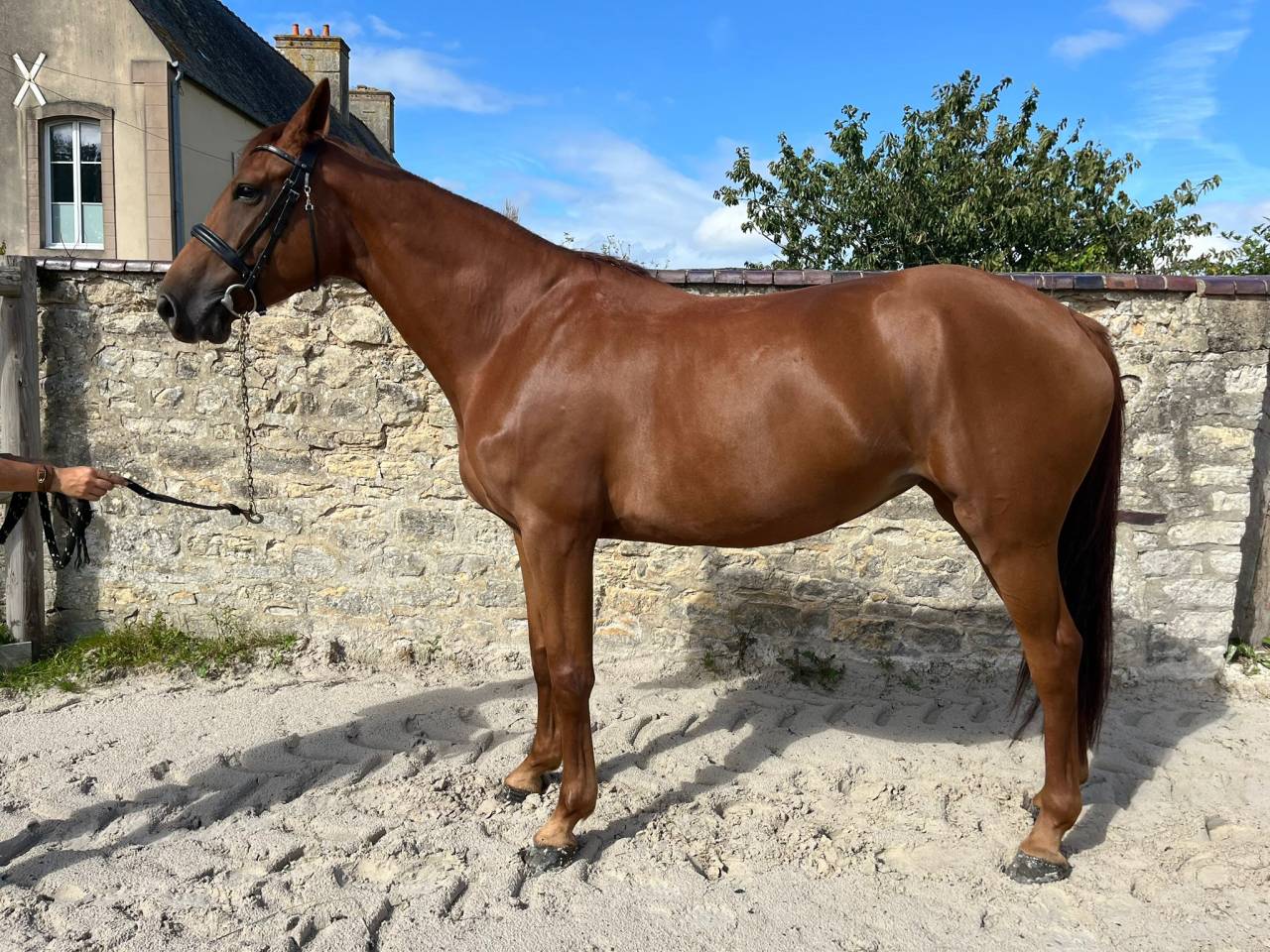 Cavalla Sella Francese In vendita 2021 Sauro ,  CANDY DE NANTUEL