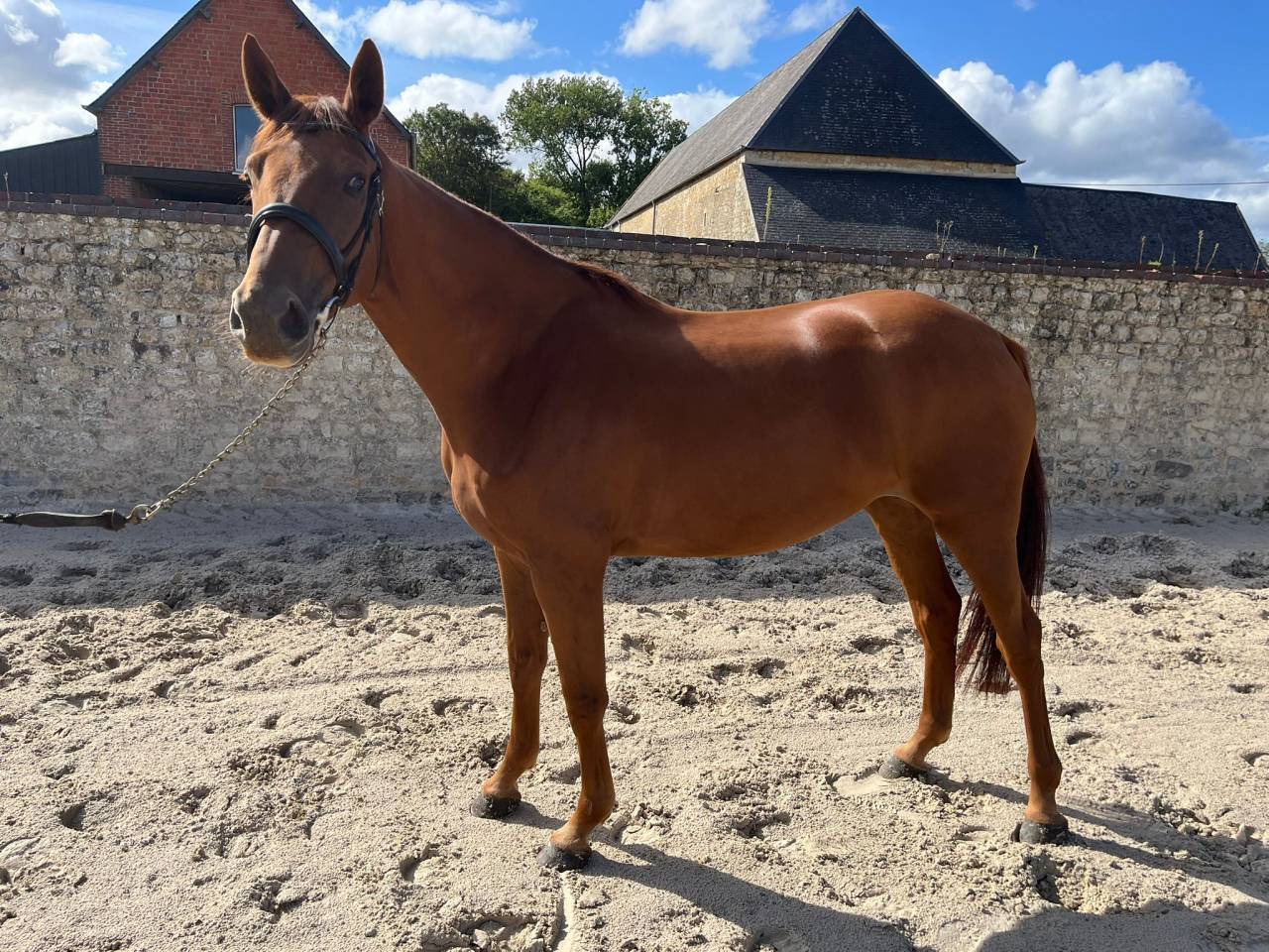 Cavalla Sella Francese In vendita 2021 Sauro ,  CANDY DE NANTUEL