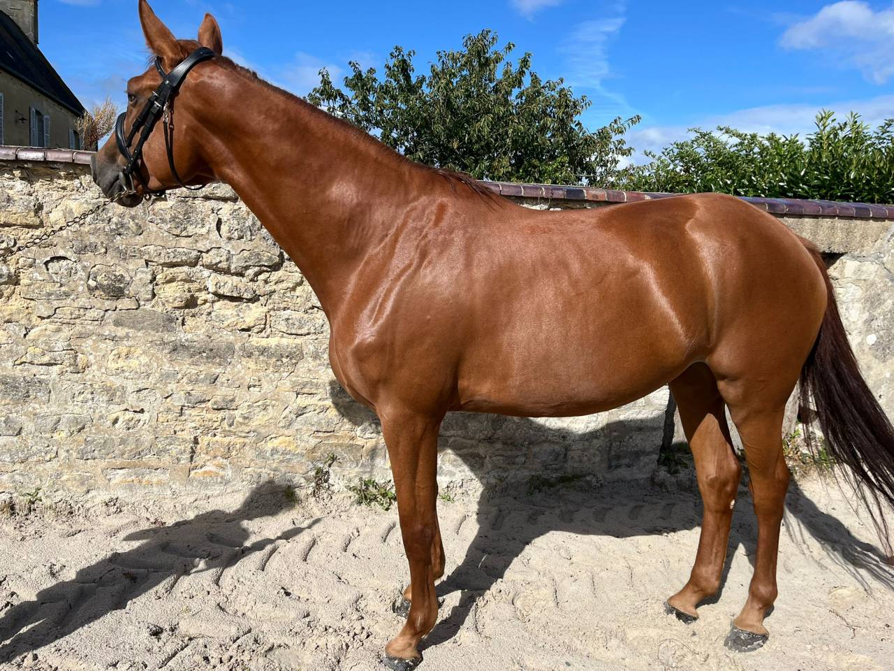 Cavalla Sella Francese In vendita 2021 Sauro ,  CANDY DE NANTUEL