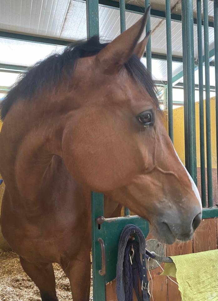 Castrone Zangersheide del 2013 baio