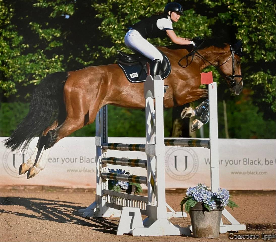 Castrone Zangersheide del 2013 baio