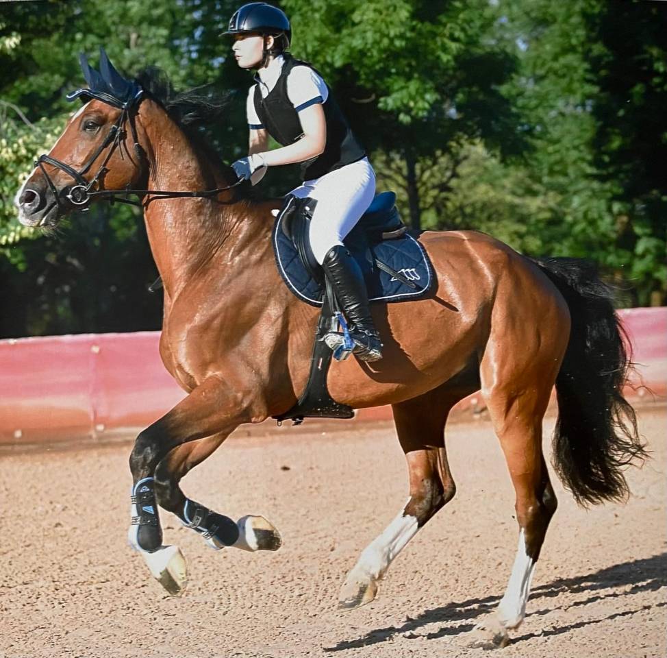 Castrone Zangersheide del 2013 baio