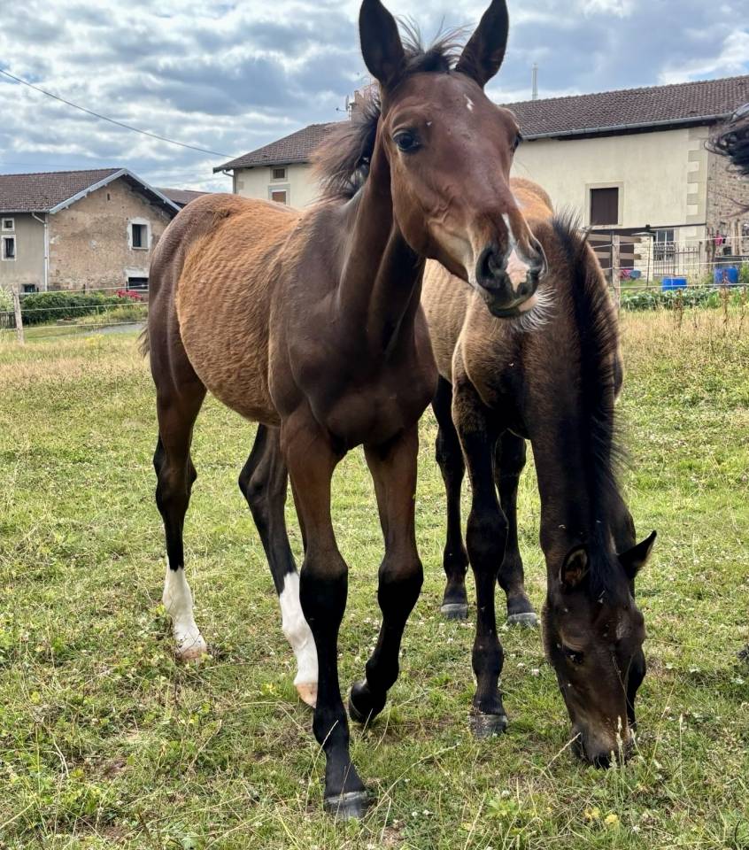 Puledro Sella Francese In vendita 2025 Baio ,  Dollar du Rouet