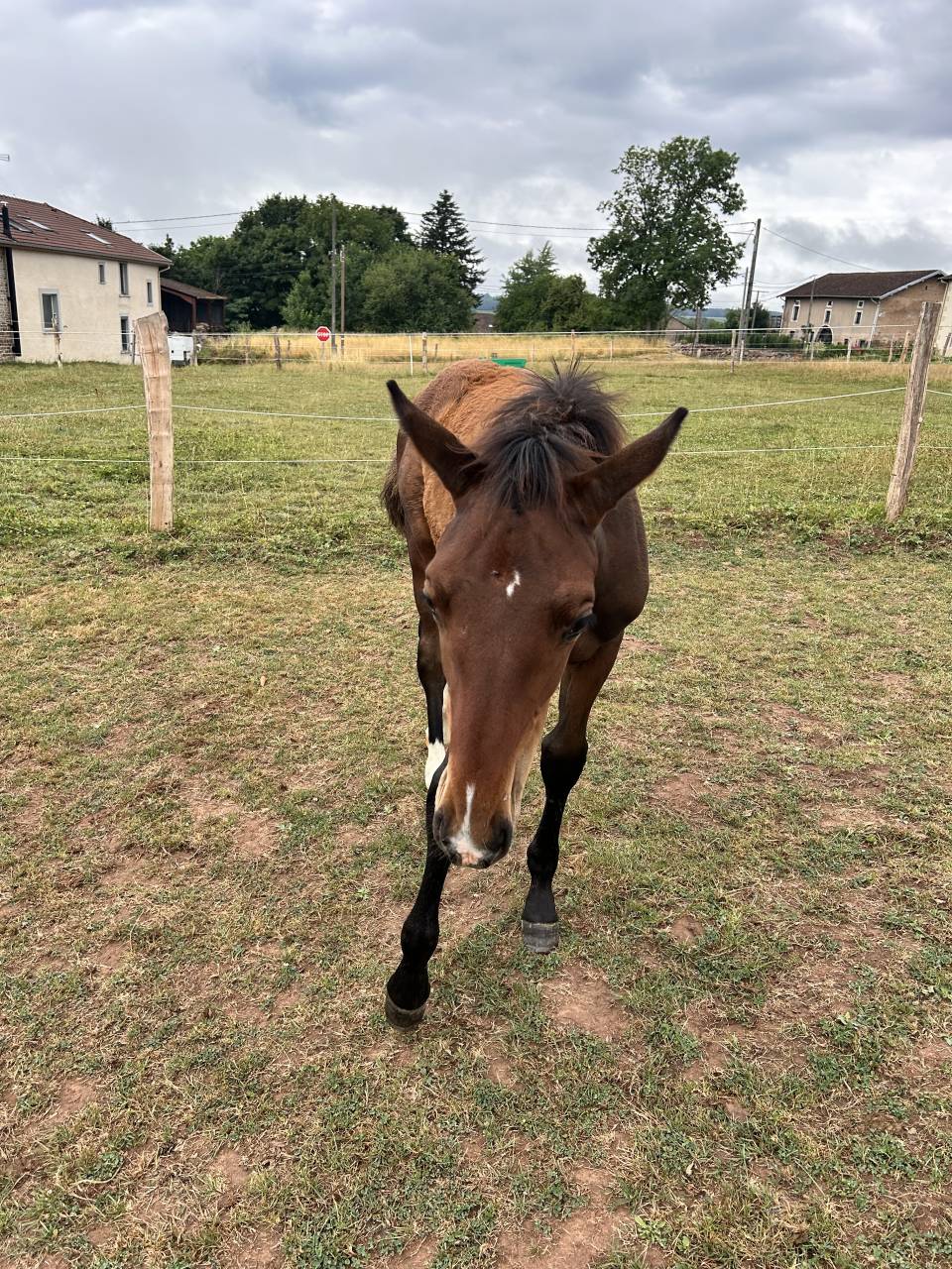 Puledro Sella Francese In vendita 2025 Baio ,  Dollar du Rouet
