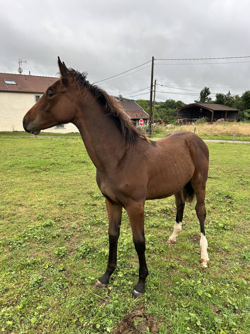 Puledro Sella Francese In vendita 2025 Baio ,  Dollar du Rouet