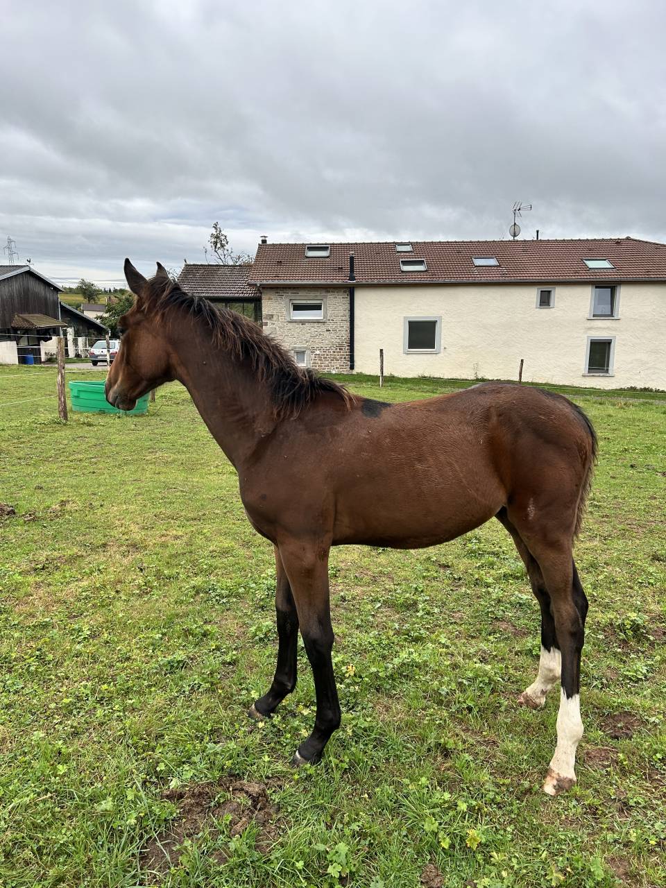 Puledro Sella Francese In vendita 2025 Baio ,  Dollar du Rouet