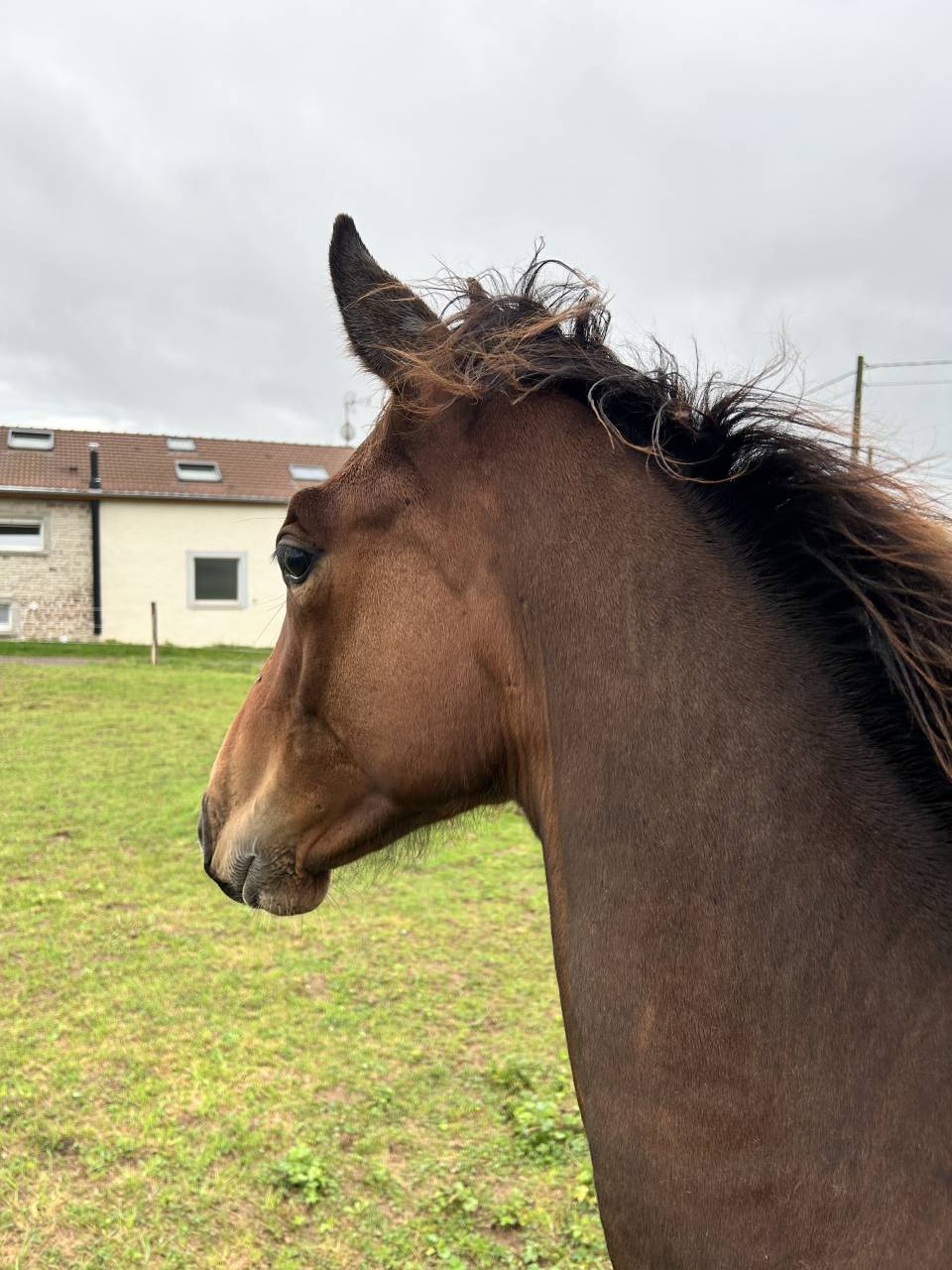 Puledro Sella Francese In vendita 2025 Baio ,  Dollar du Rouet