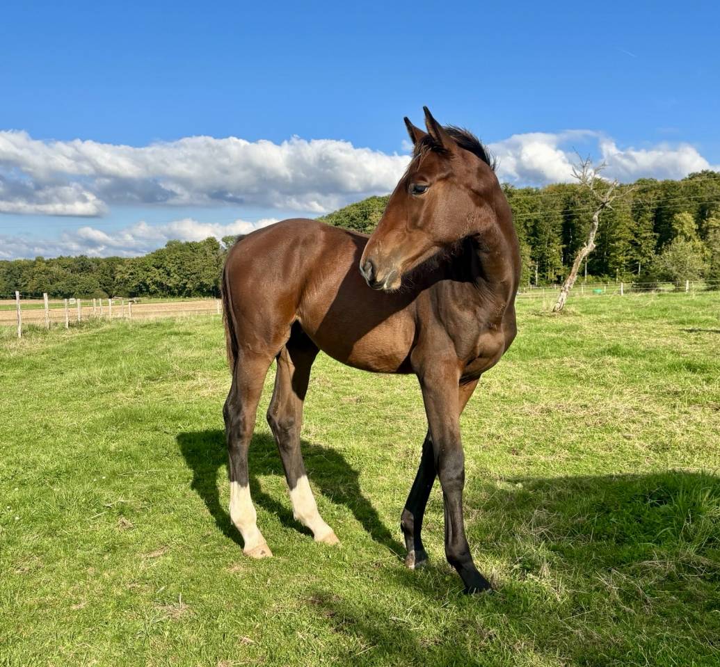Puledro Sella Francese In vendita 2025 Baio ,  Dollar du Rouet