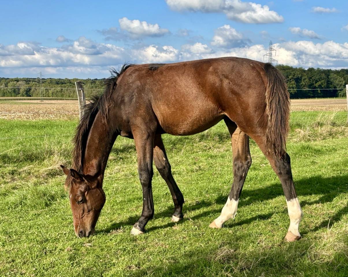 Puledro Sella Francese In vendita 2025 Baio ,  Dollar du Rouet