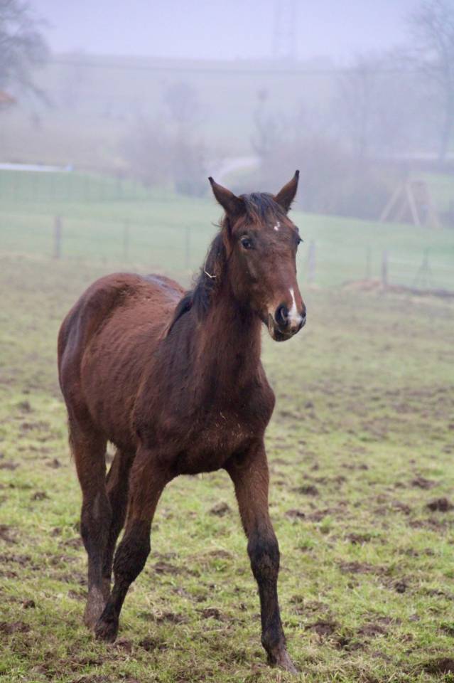 Puledro Sella Francese In vendita 2025 Baio ,  Dollar du Rouet