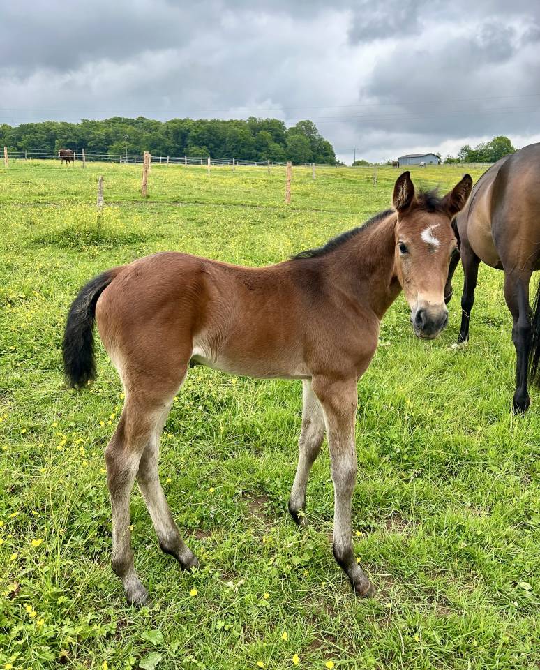Puledra Sella Francese In vendita 2025 Baio ,  Stakkatol