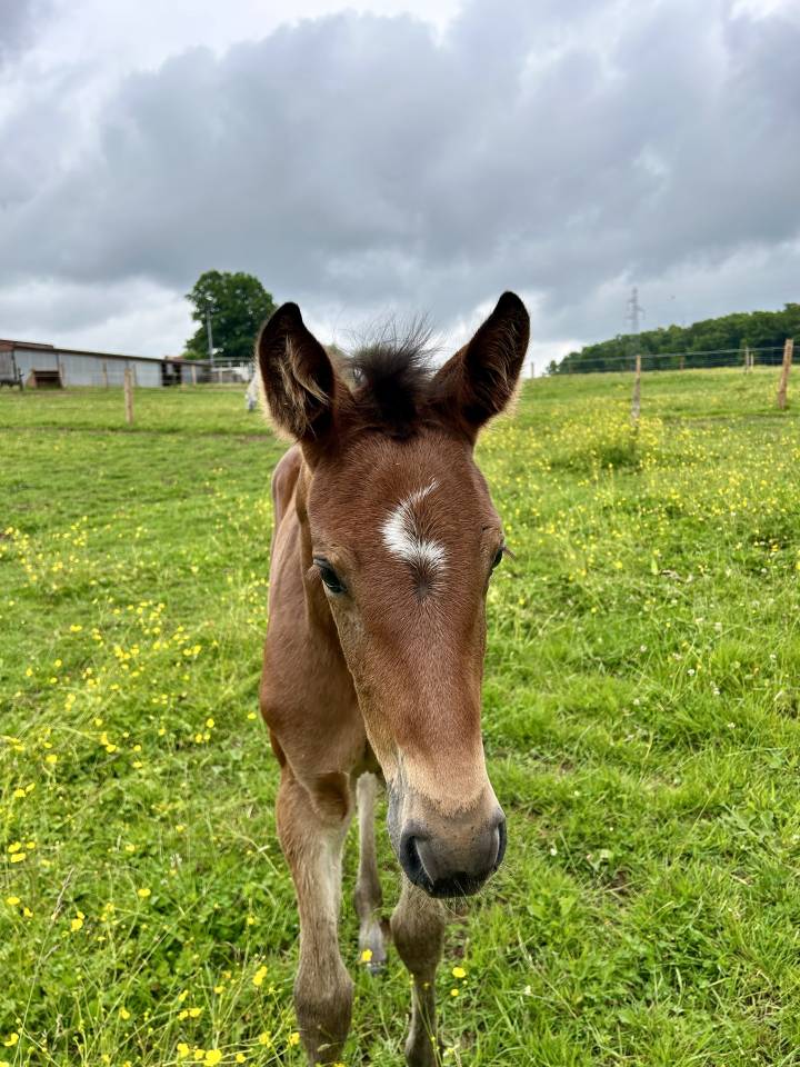 Puledra Sella Francese In vendita 2025 Baio ,  Stakkatol