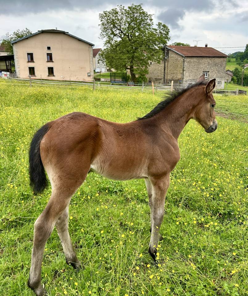 Puledra Sella Francese In vendita 2025 Baio ,  Stakkatol