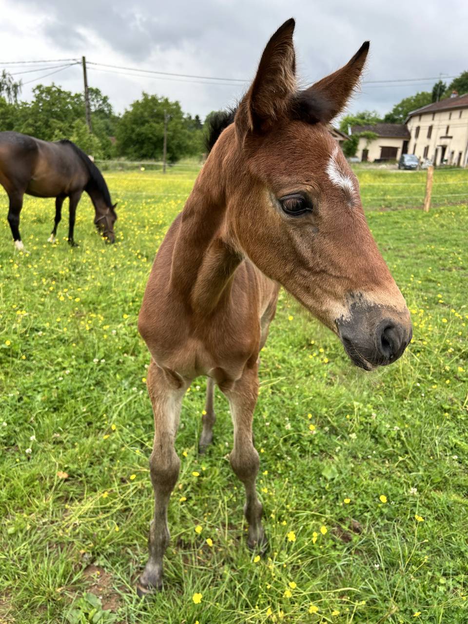 Puledra Sella Francese In vendita 2025 Baio ,  Stakkatol