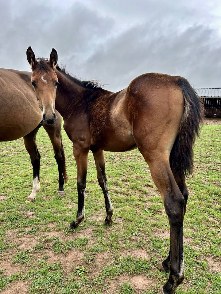 Puledra Sella Francese In vendita 2025 Baio ,  Stakkatol