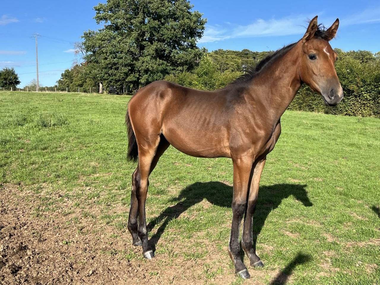 Puledra Sella Francese In vendita 2025 Baio ,  Stakkatol