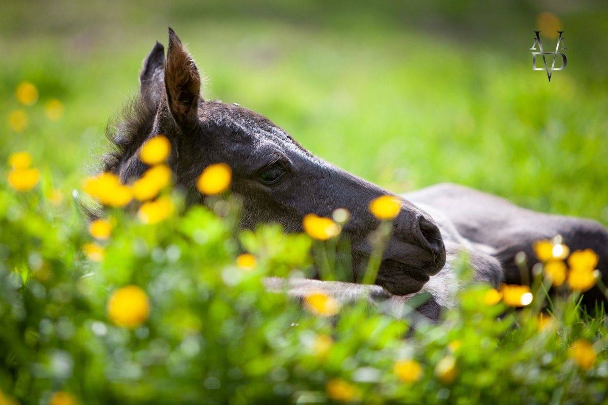 Yeguada Los Siete Reinos 