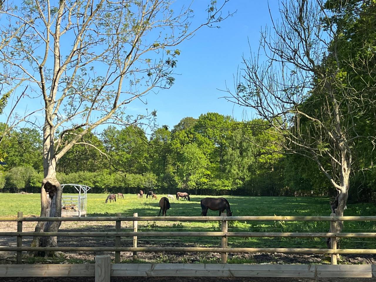 Yeguada Los Siete Reinos 
