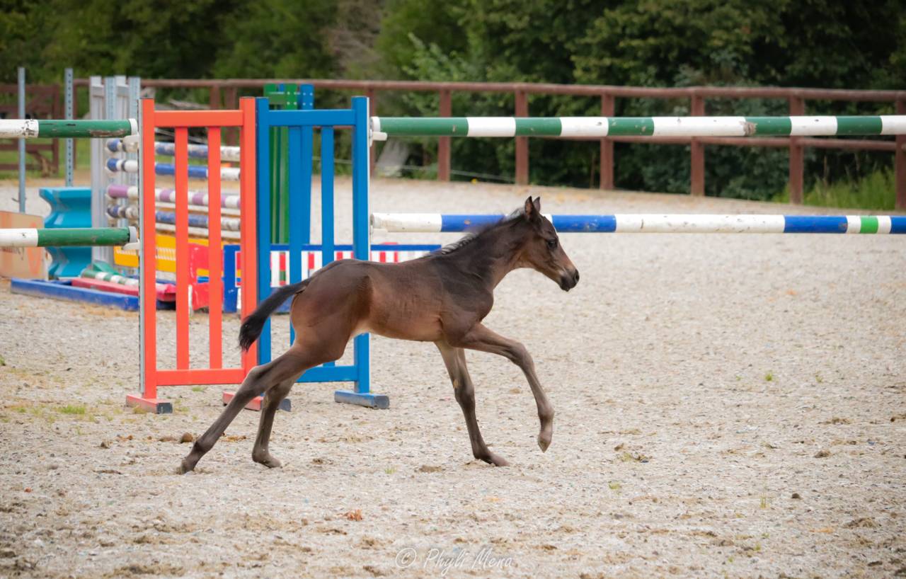 Puledro Zangersheide In vendita 2025 Nero ,  Jaguar d'hébène