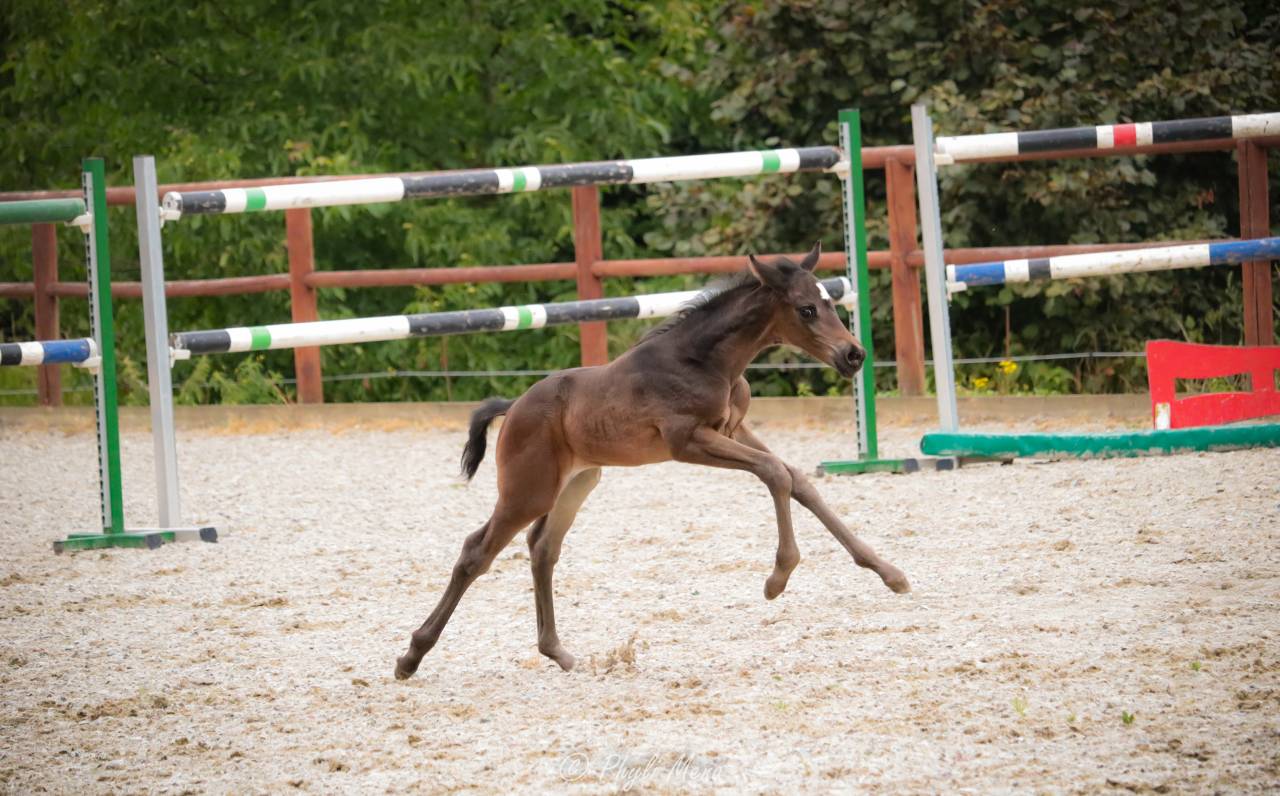 Puledro Zangersheide In vendita 2025 Nero ,  Jaguar d'hébène