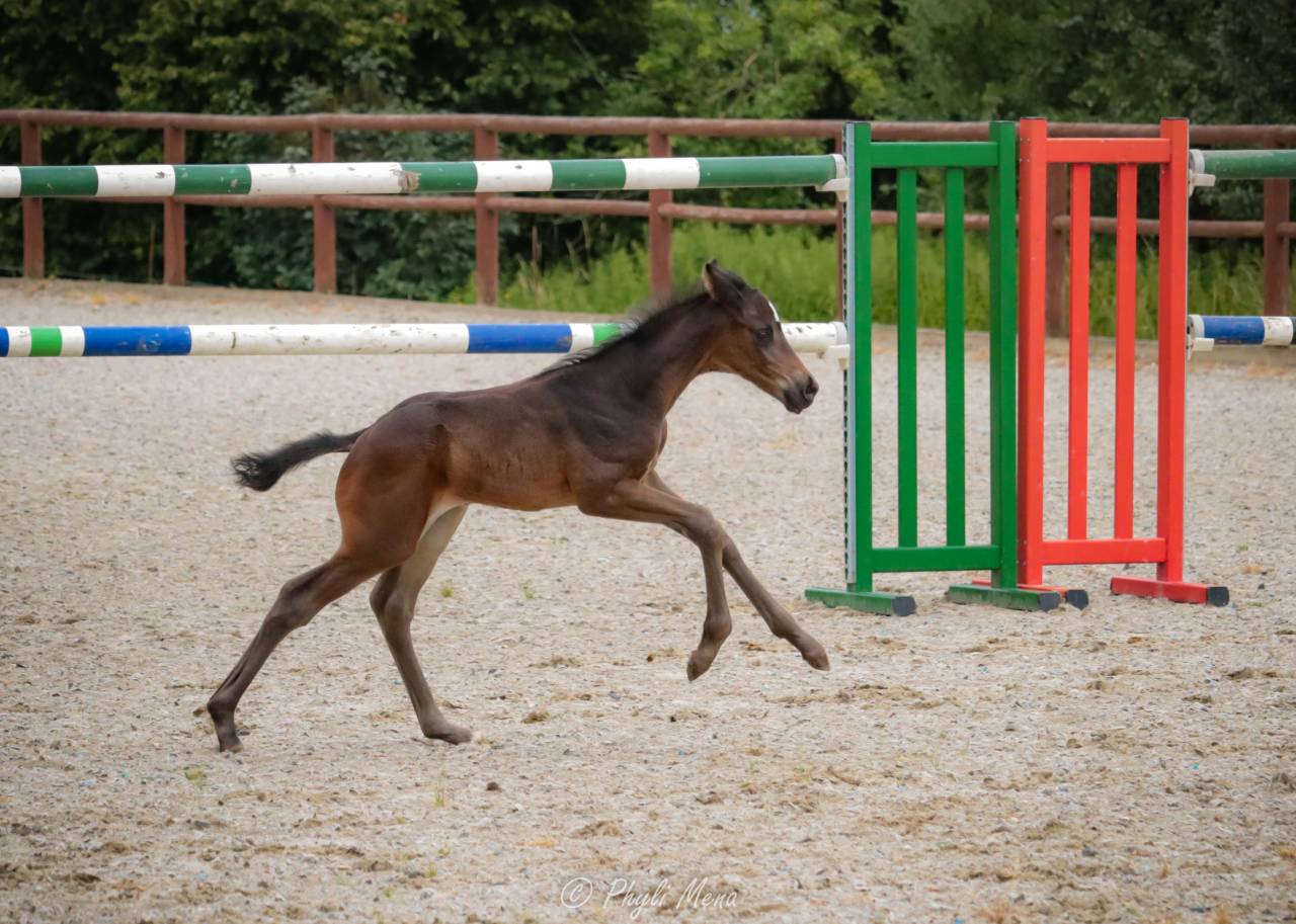 Puledro Zangersheide In vendita 2025 Nero ,  Jaguar d'hébène