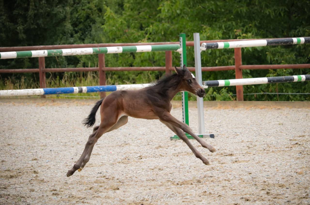 Puledro Zangersheide In vendita 2025 Nero ,  Jaguar d'hébène