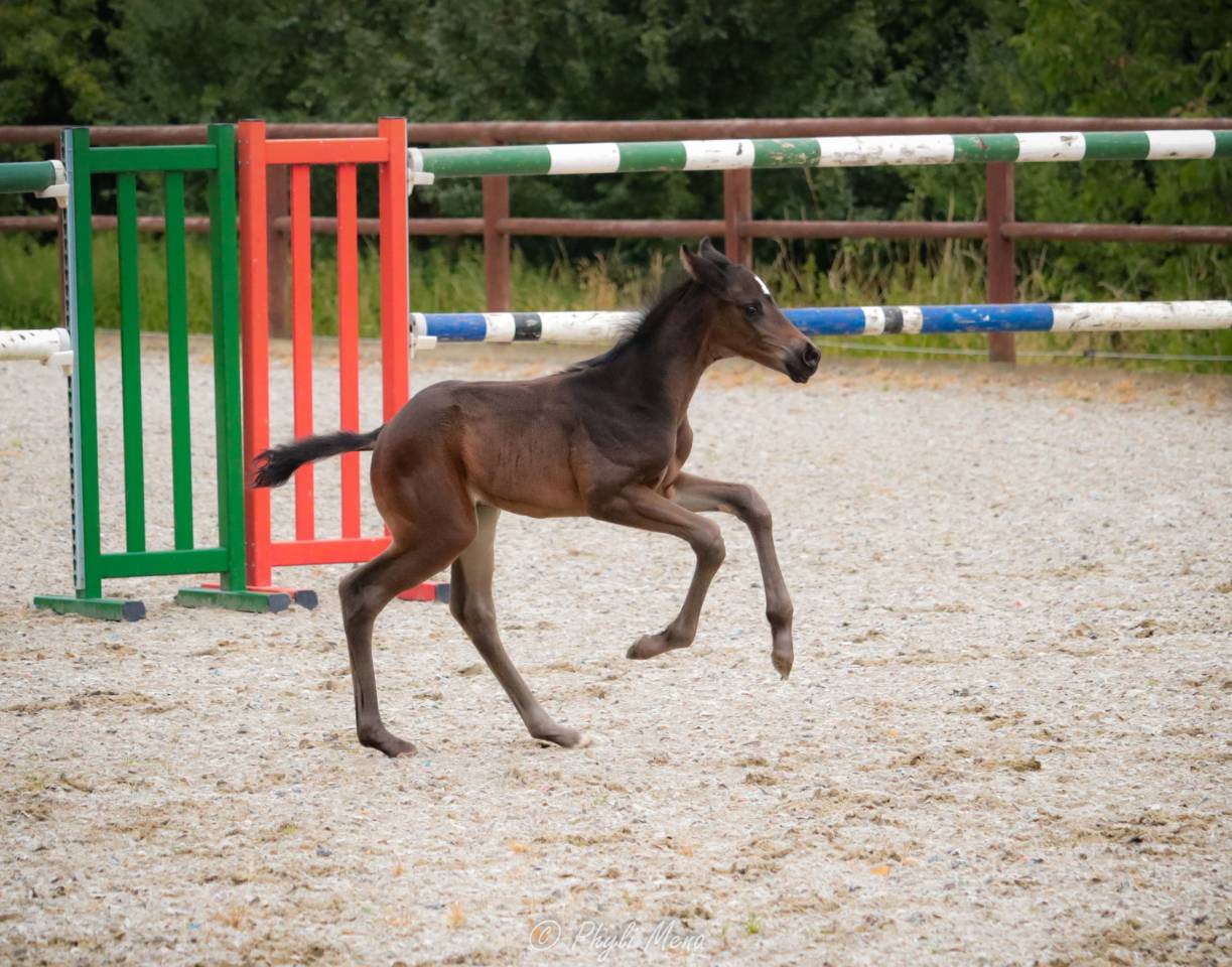 Puledro Zangersheide In vendita 2025 Nero ,  Jaguar d'hébène