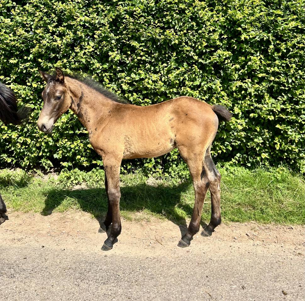 Puledro Origine non conosciuta  In vendita 2025 Baio scuro ,  TOEMME DE REGOR Z