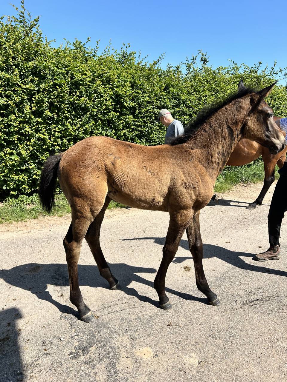 Puledro Origine non conosciuta  In vendita 2025 Baio scuro ,  TOEMME DE REGOR Z