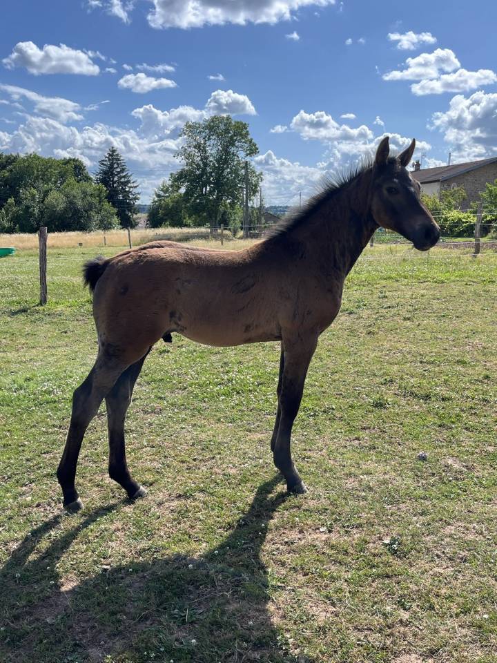 Puledro Origine non conosciuta  In vendita 2025 Baio scuro ,  TOEMME DE REGOR Z