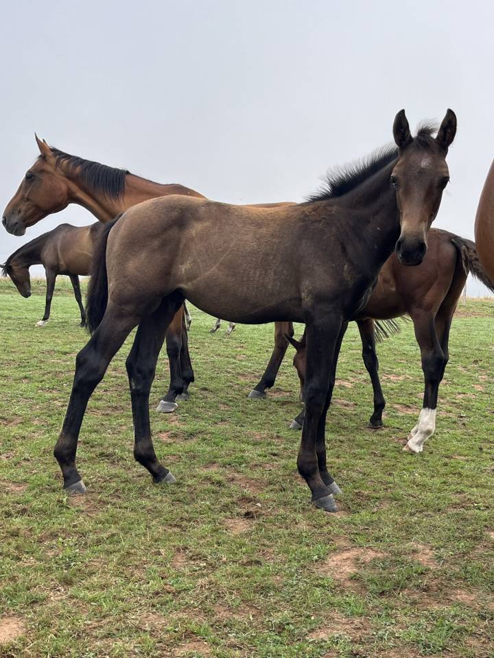 Puledro Origine non conosciuta  In vendita 2025 Baio scuro ,  TOEMME DE REGOR Z