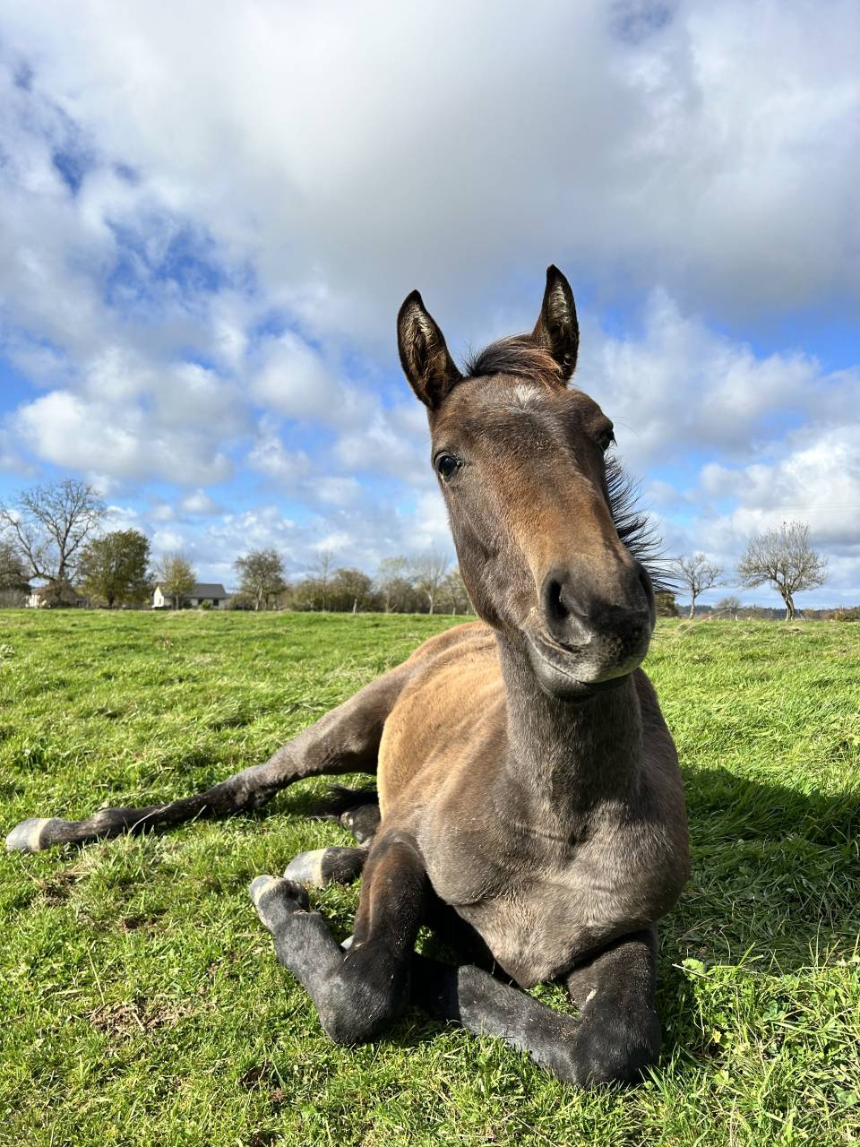 Puledro Origine non conosciuta  In vendita 2025 Baio scuro ,  TOEMME DE REGOR Z