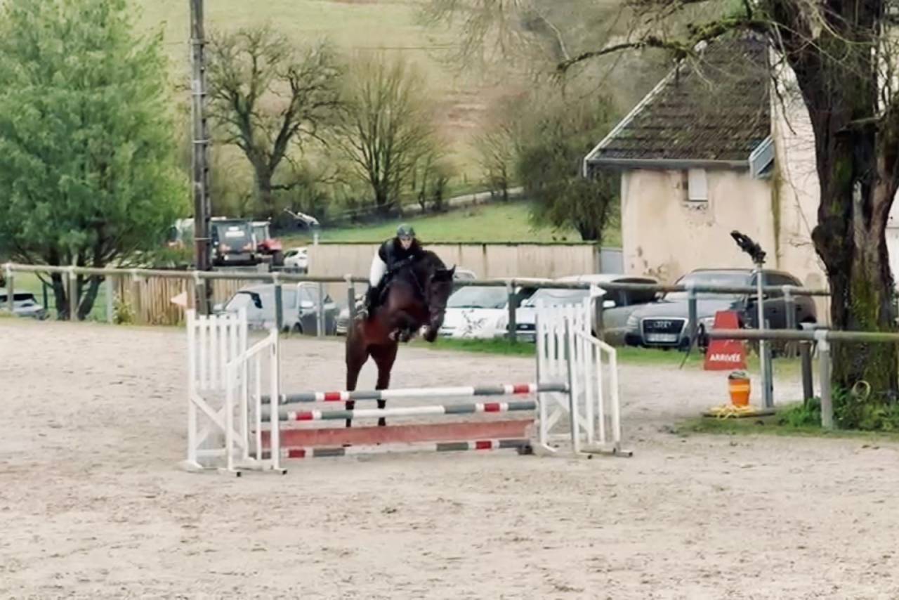 Puledro Origine non conosciuta  In vendita 2025 Baio scuro ,  TOEMME DE REGOR Z