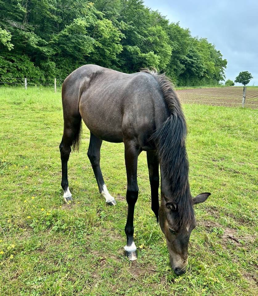 Cavalla Sella Francese In vendita 2024 Grigio ,  HOTSHOT CDL