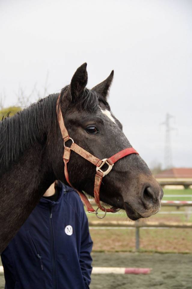 Cavalla Sella Francese In vendita 2024 Grigio ,  HOTSHOT CDL