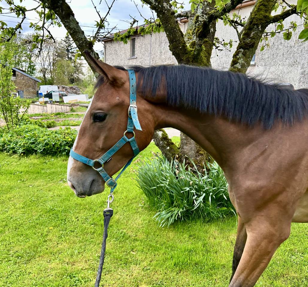 Cavalla Sella Francese In vendita 2023 Baio ,  QLASSIC BOIS MARGOT