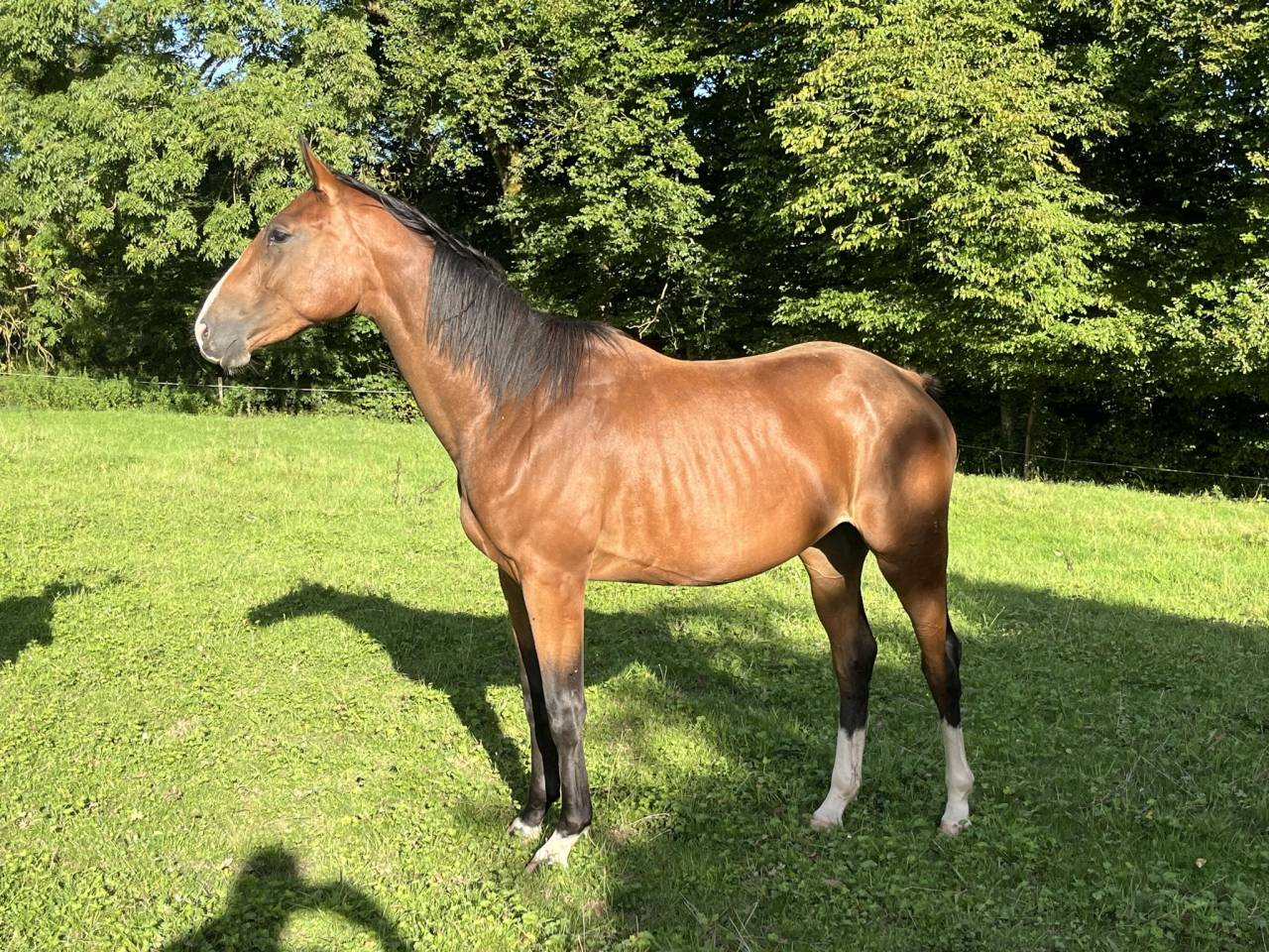 Cavalla Sella Francese In vendita 2023 Baio ,  QLASSIC BOIS MARGOT