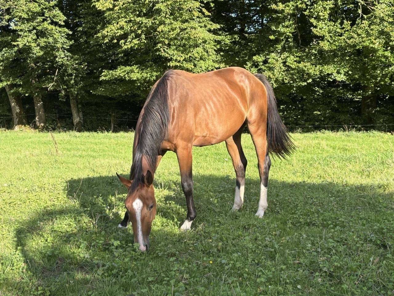 Cavalla Sella Francese In vendita 2023 Baio ,  QLASSIC BOIS MARGOT