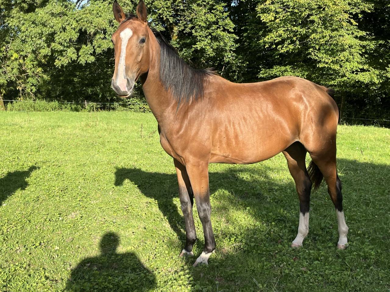 Cavalla Sella Francese In vendita 2023 Baio ,  QLASSIC BOIS MARGOT