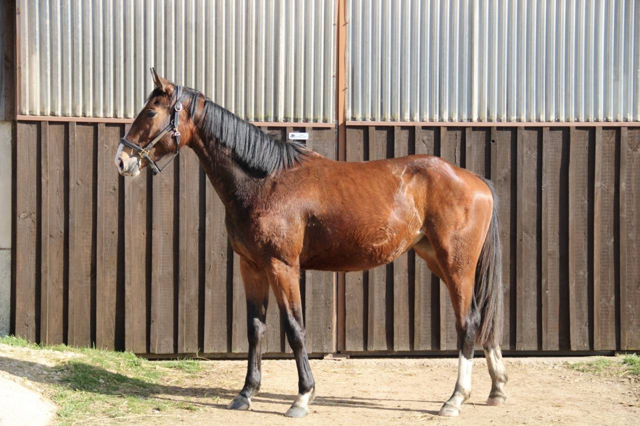 Cavalla Sella Francese In vendita 2023 Baio ,  QLASSIC BOIS MARGOT